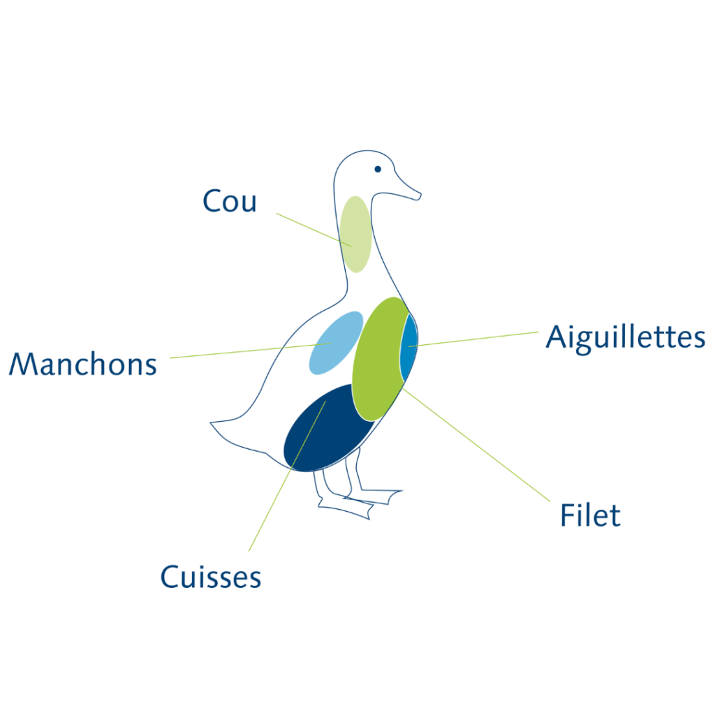 Schema Canard